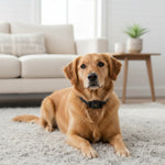 [No Shock Vibration Sound] Tiniest Bark Collar for Small Dogs 5-15lbs, Only 1.6 * 1in & 0.42oz, No Shock with Vibration &Sound, Extra Small & Rechargeable, 5 Sensitivity Levels